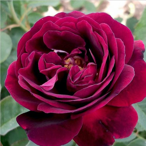Vendita, rose rose ibridi perenni - porpora - Rosa Souvenir du Docteur Jamain - rosa dal profumo discreto - François Lacharme - I suoi fiori di un colore unico sbocciano sui suoi steli quasi senza spine.